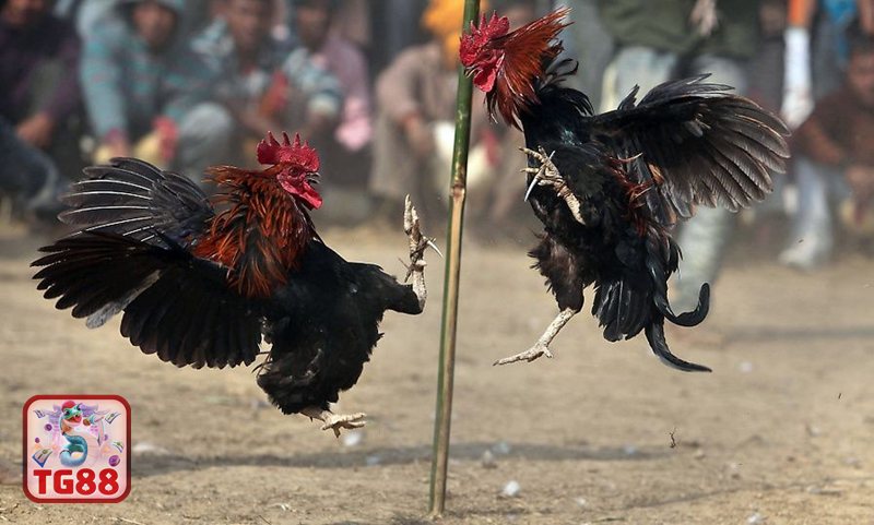Đá gà cựa dao - Chuẩn bị chiến kê và không gian thi đấu